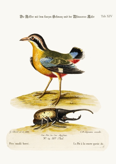The Short-tailed Pye and the Rhinoceros Beetle from George Edwards