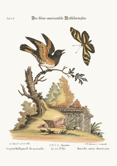The small American Redstart from George Edwards