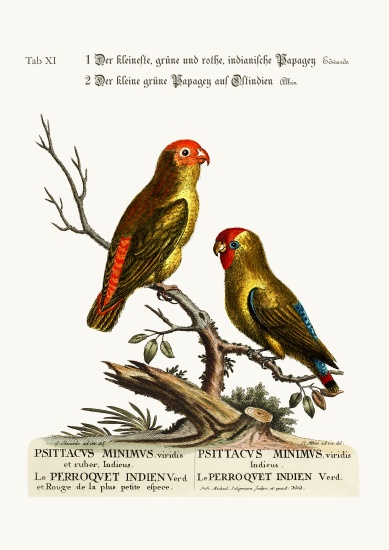 The smallest Green and Red Indian Paroquet. The small Green Parrot of East India from George Edwards
