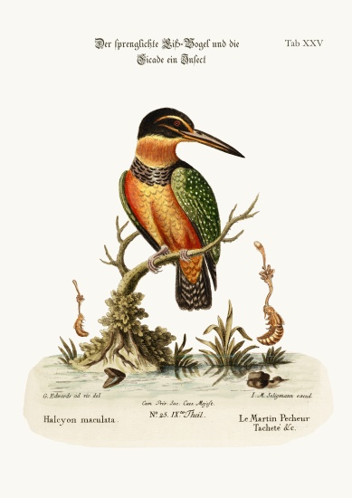 The Spotted Kingfisher from George Edwards