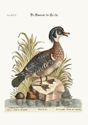 The Summer Duck of Catesby