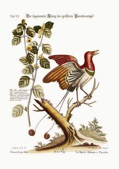 The supposed King of the greater Birds of Paradise from George Edwards