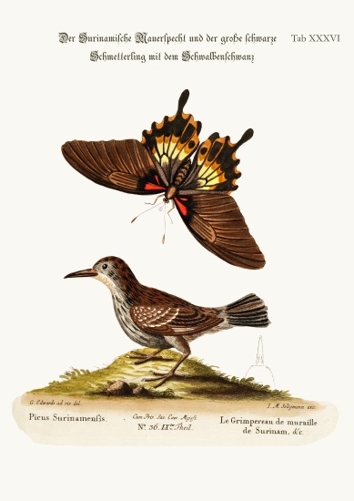 The Wall-creeper of Surinam and the Great Dusky Swallow-tailed Butterfly from George Edwards