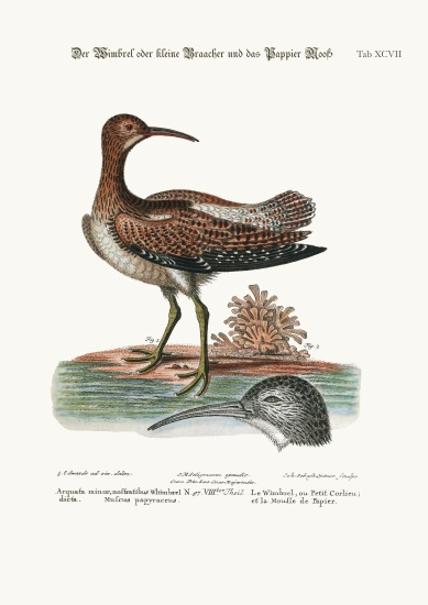 The Whimbrel, or Lesser Curlew, and the Paper-Moss from George Edwards