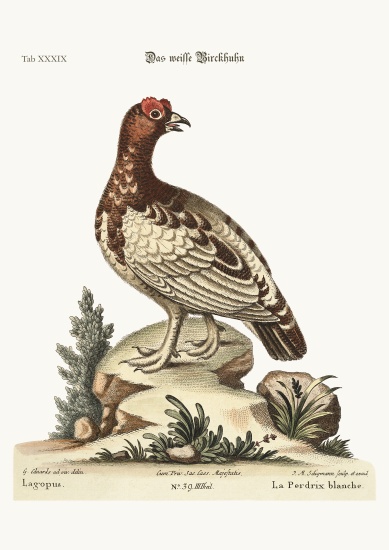 The white Partridge from George Edwards