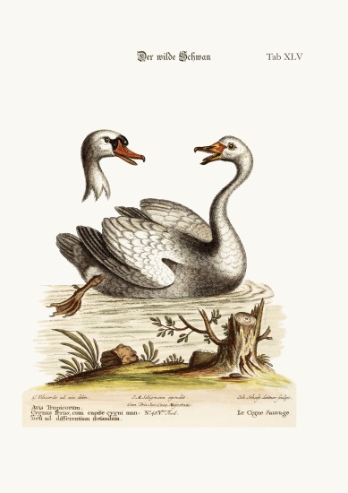 The Wild Swan from George Edwards
