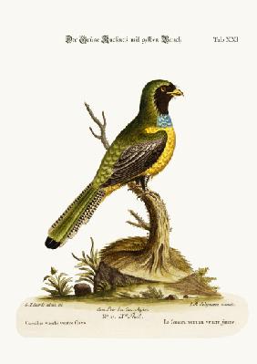 The Yellow-bellied Green Cuckow