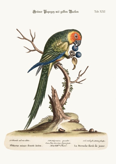 The Yellow-faced Parrakeet from George Edwards