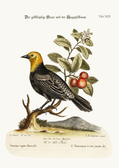 The Yellow-headed Starling. The Arbutus or Strawberry-Tree from George Edwards
