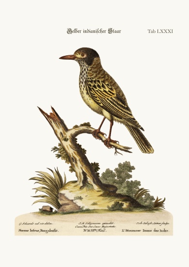 The Yellow Indian Starling from George Edwards