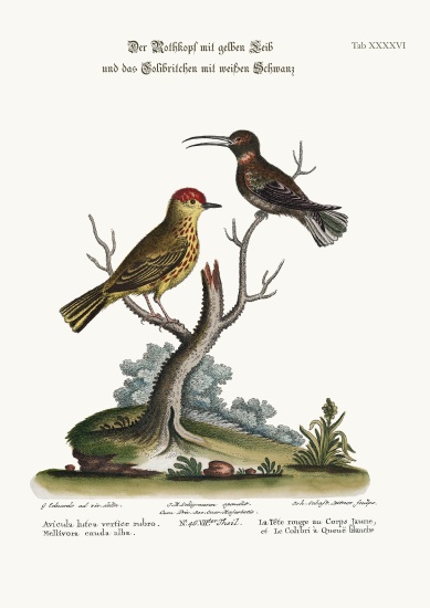 The Yellow Red-Pole, and the White-tailed Hummingbird from George Edwards