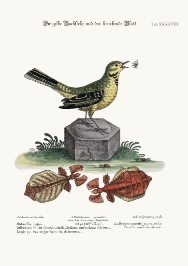 The Yellow Water-Wagtail and the Walking Leaf from George Edwards