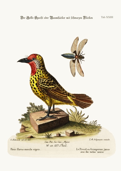 The Yellow Woodpecker with Black Spots from George Edwards