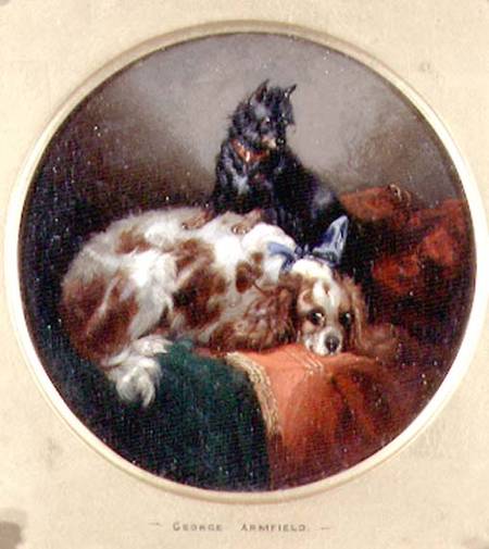 Blenheim Spaniel and Terrier from George Armfield