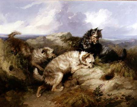 A Dandy Dinmont and Two Cairns Rabbiting from George Armfield