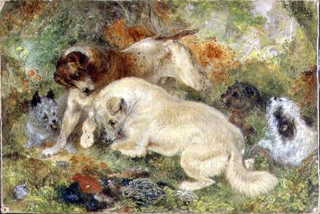 Terriers and Rabbits in a Wood from George Armfield