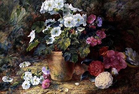 A Still Life of Pelargoniums in a Pot with Camellias from George Clare