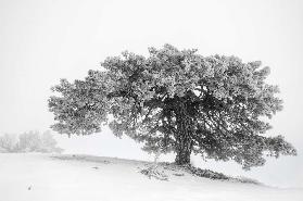 Landscape in the mist