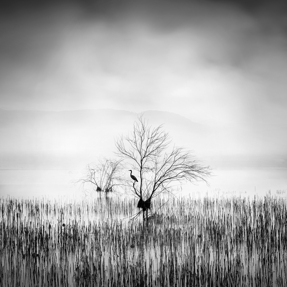 Morning Song from George Digalakis