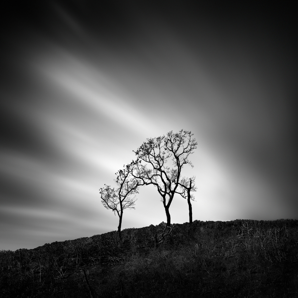 After the Wildfires from George Digalakis