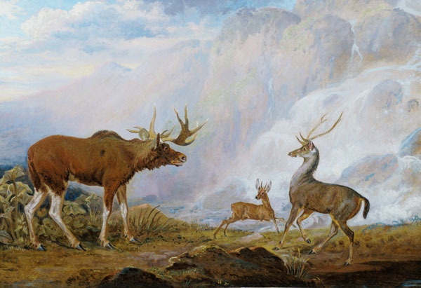 Earl of Orford's Elk, Antelope and Stag from George Garrard