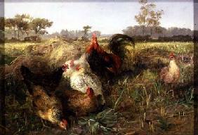 Fowls in the Stubble
