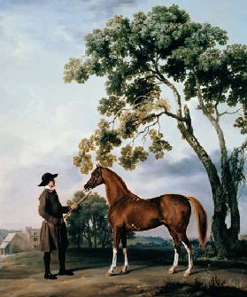 Pferdepfleger with the arab horse Lord Grosvenor