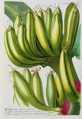 Banana, engraved by Johann Jakob Haid (1704-67) plate 19 from a botanical book, pub. by Augustus Vin from German School, (18th century)