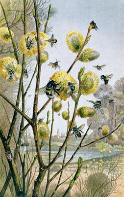 Spring in the Insect World, plate from Brehms Tierleben: Allgemeine Kunde des Tierreichs, vol.9, p.2 from German School, (19th century)