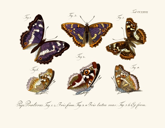 Butterflies from German School, (18th century)