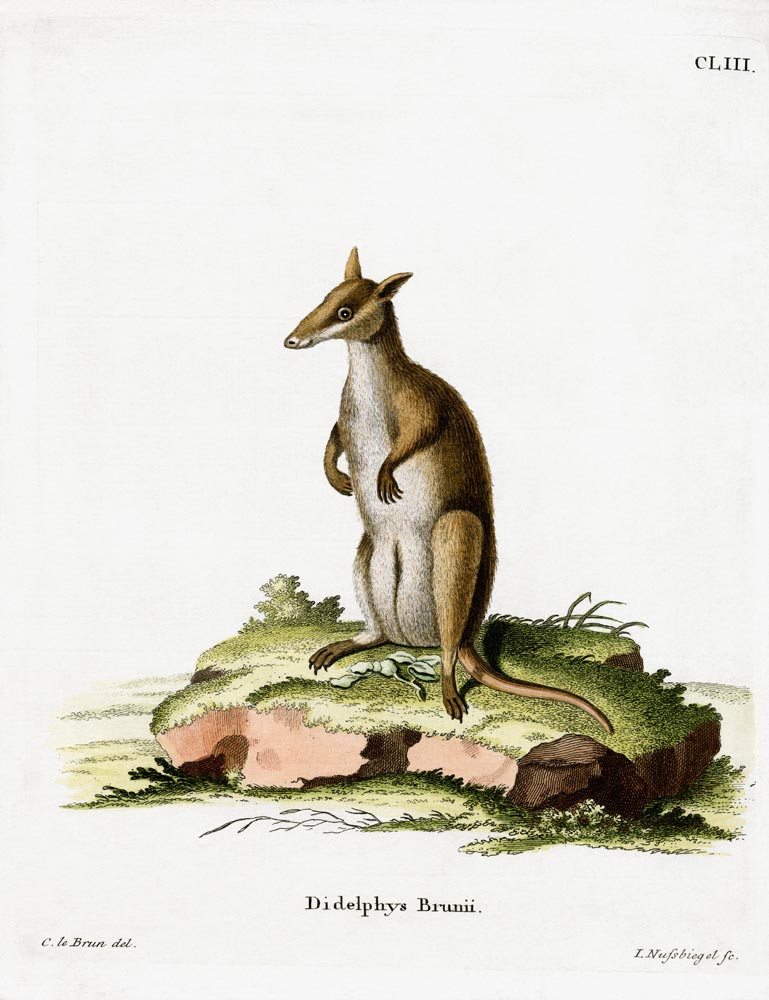 Dusky Wallaby from German School, (19th century)