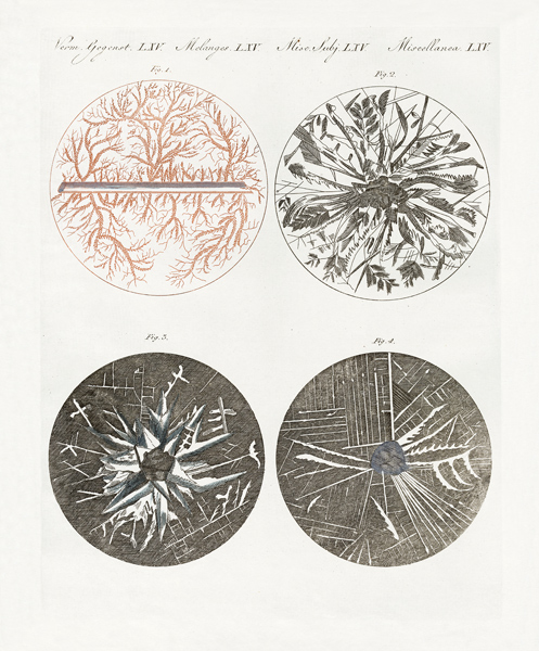 Microscopic view of the crystallization of metal from German School, (19th century)
