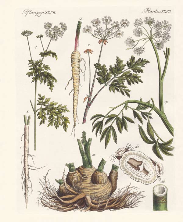 Poisonous German plants from German School, (19th century)
