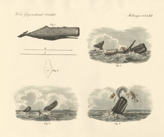About the way of living and the capture of the large-headed trumpet whale or cachalot from German School, (19th century)