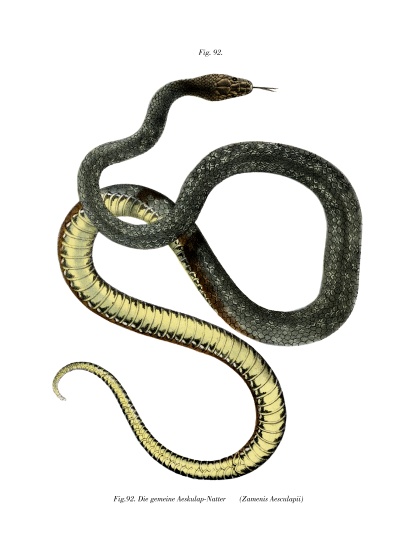 Aesculapean Snake from German School, (19th century)