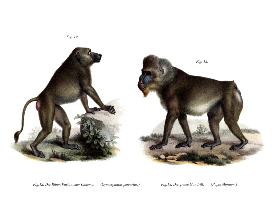 African Baboon from German School, (19th century)