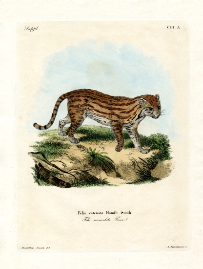 African Wild Cat from German School, (19th century)