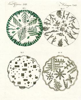 All kinds of salt crystals