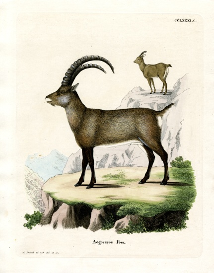 Alpine Ibex from German School, (19th century)