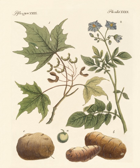 American plants from German School, (19th century)