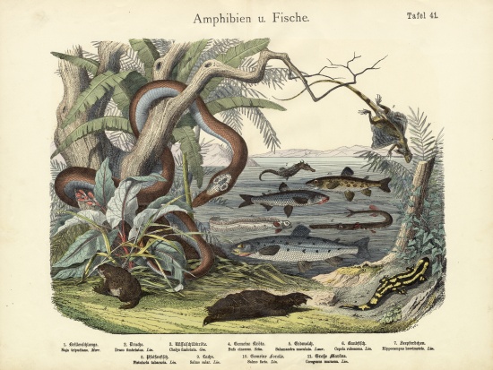 Amphibians and Fishes, c.1860 from German School, (19th century)