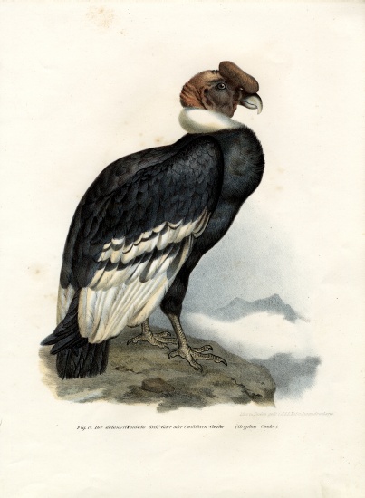 Andean Condor from German School, (19th century)