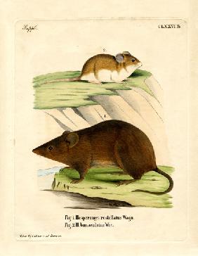 Andean Versper Mouse