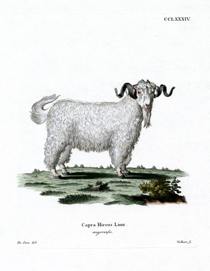 Angora Goat from German School, (19th century)