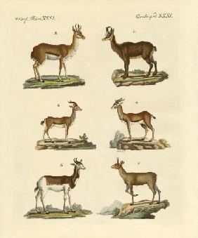 Antelopes and gazelles