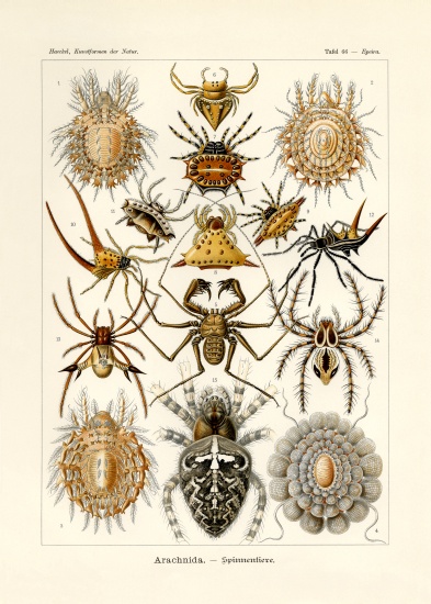 Arachnida from German School, (19th century)