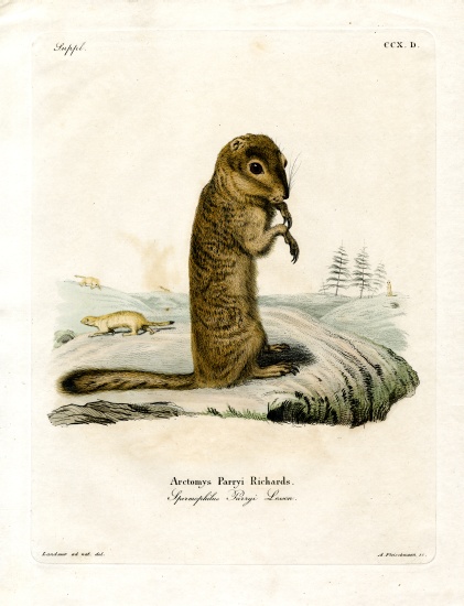 Arctic Ground Squirrel from German School, (19th century)