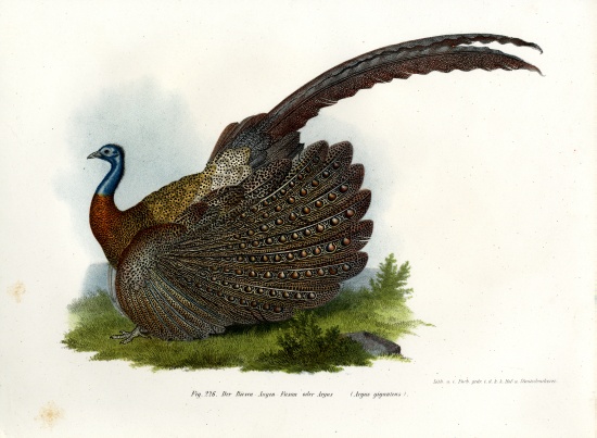 Argus Pheasant from German School, (19th century)