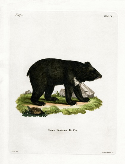 Asian Black Bear from German School, (19th century)