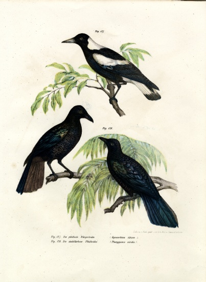 Australian Magpie from German School, (19th century)